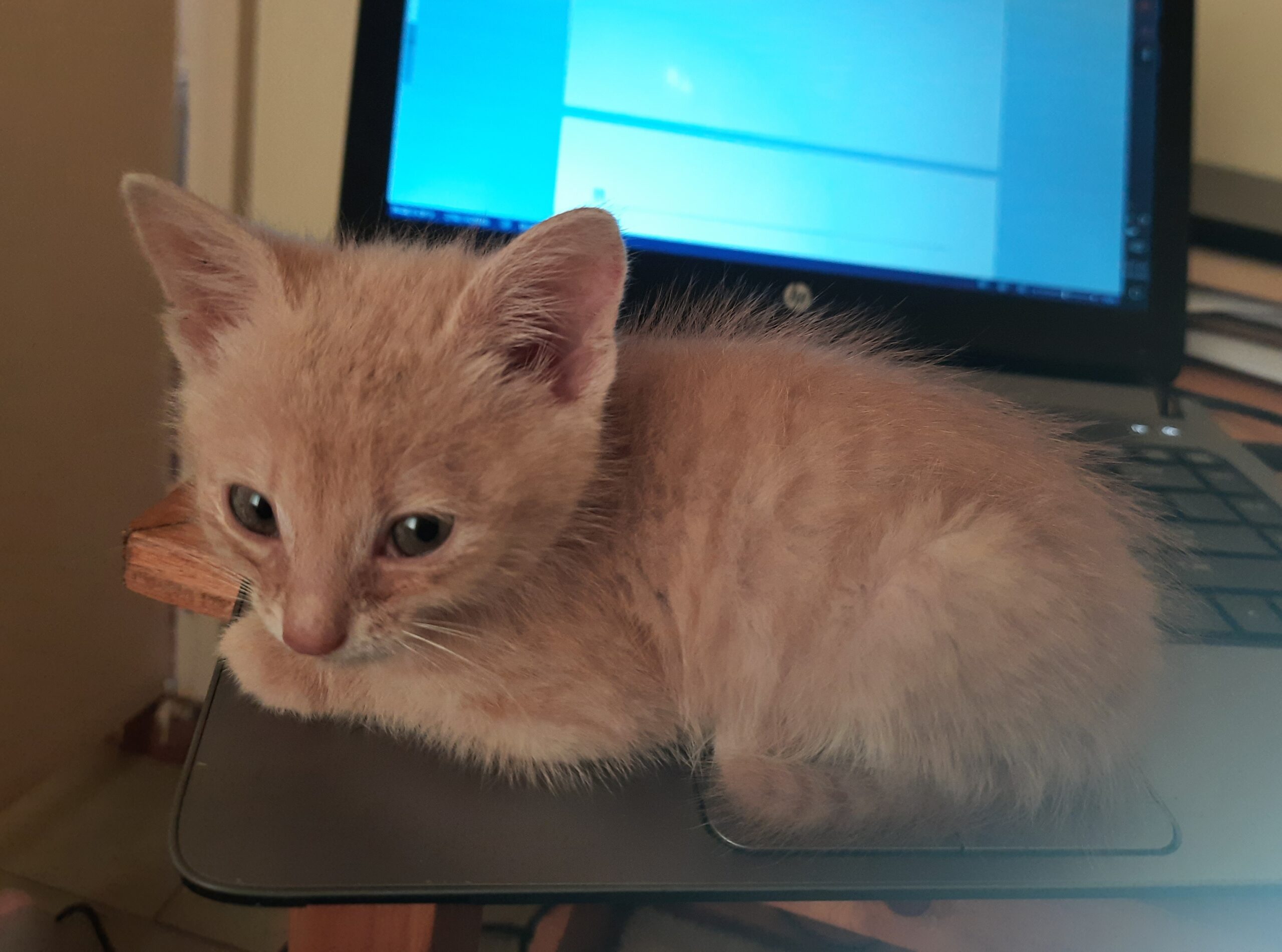 A special needs cat with Cerebellar Hypoplasia.