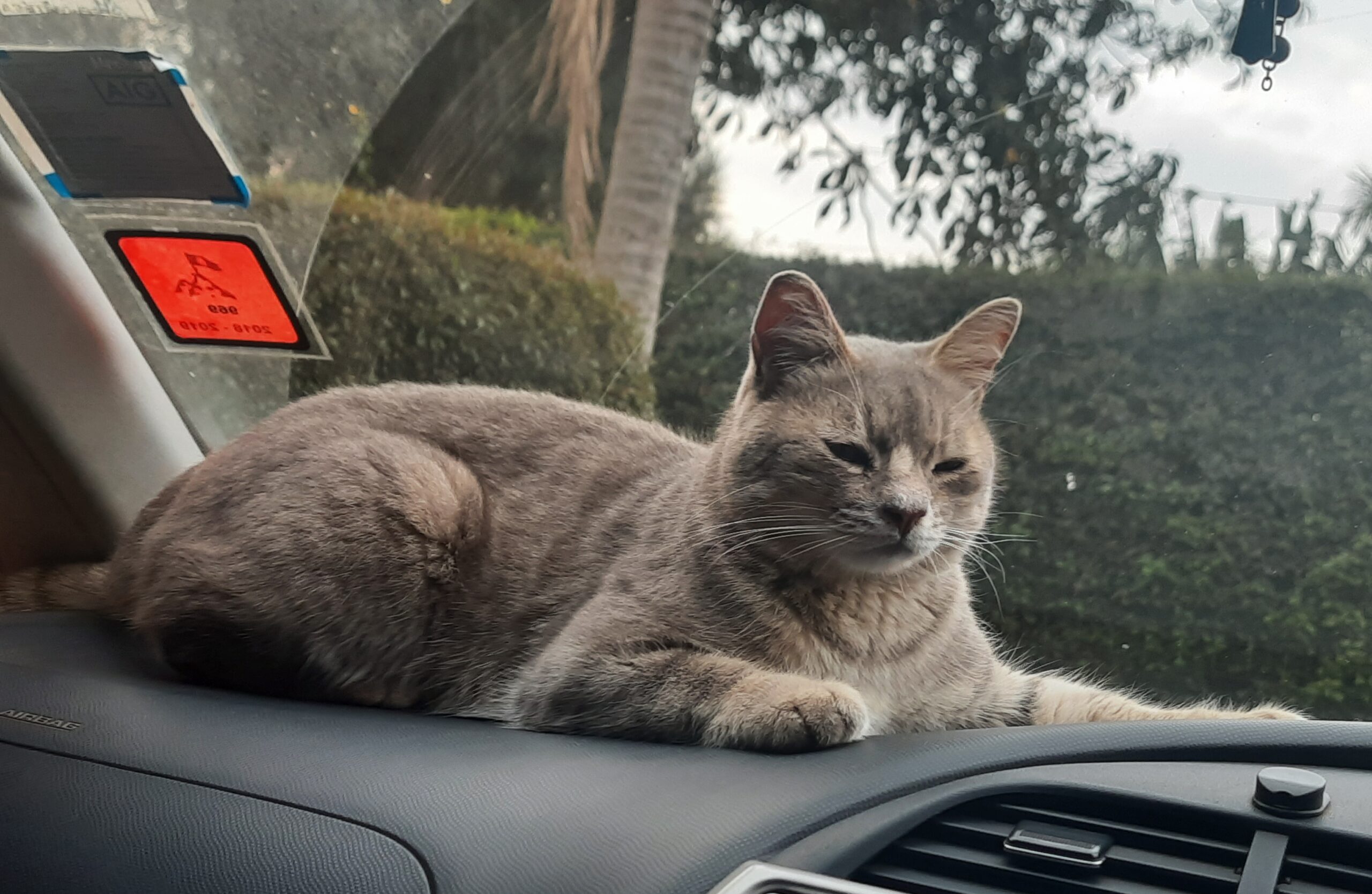 He may look calm on the dashboard here, but the moment the engine started, Billy’s nightmare began. Car rides weren’t just stressful, they were traumatic.