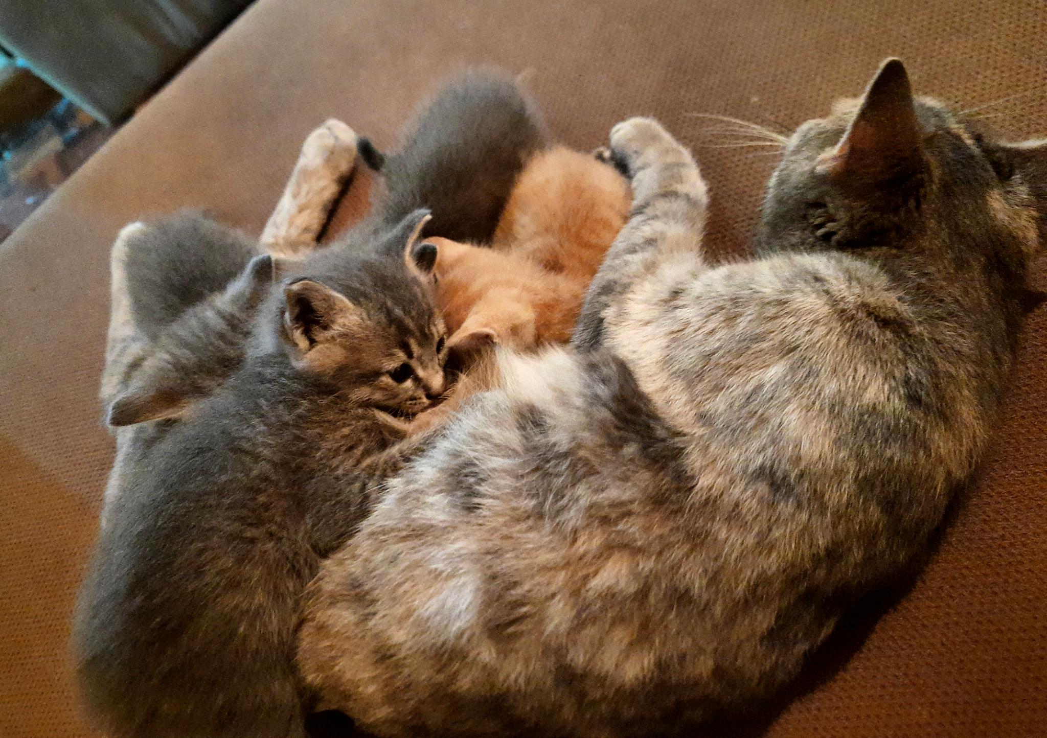Lucky, calmly nursing her kittens on the couch completely unaware that just days earlier, she had hidden them in the landlady’s ceiling and nearly got us evicted.