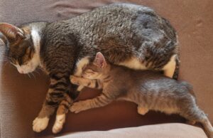 Lunah and her playmate sleeping.