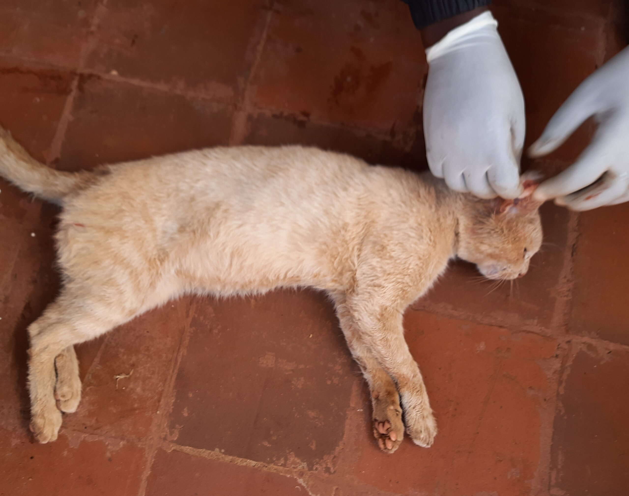 A vet treating a ginger stray cat that was terrorising my cats.