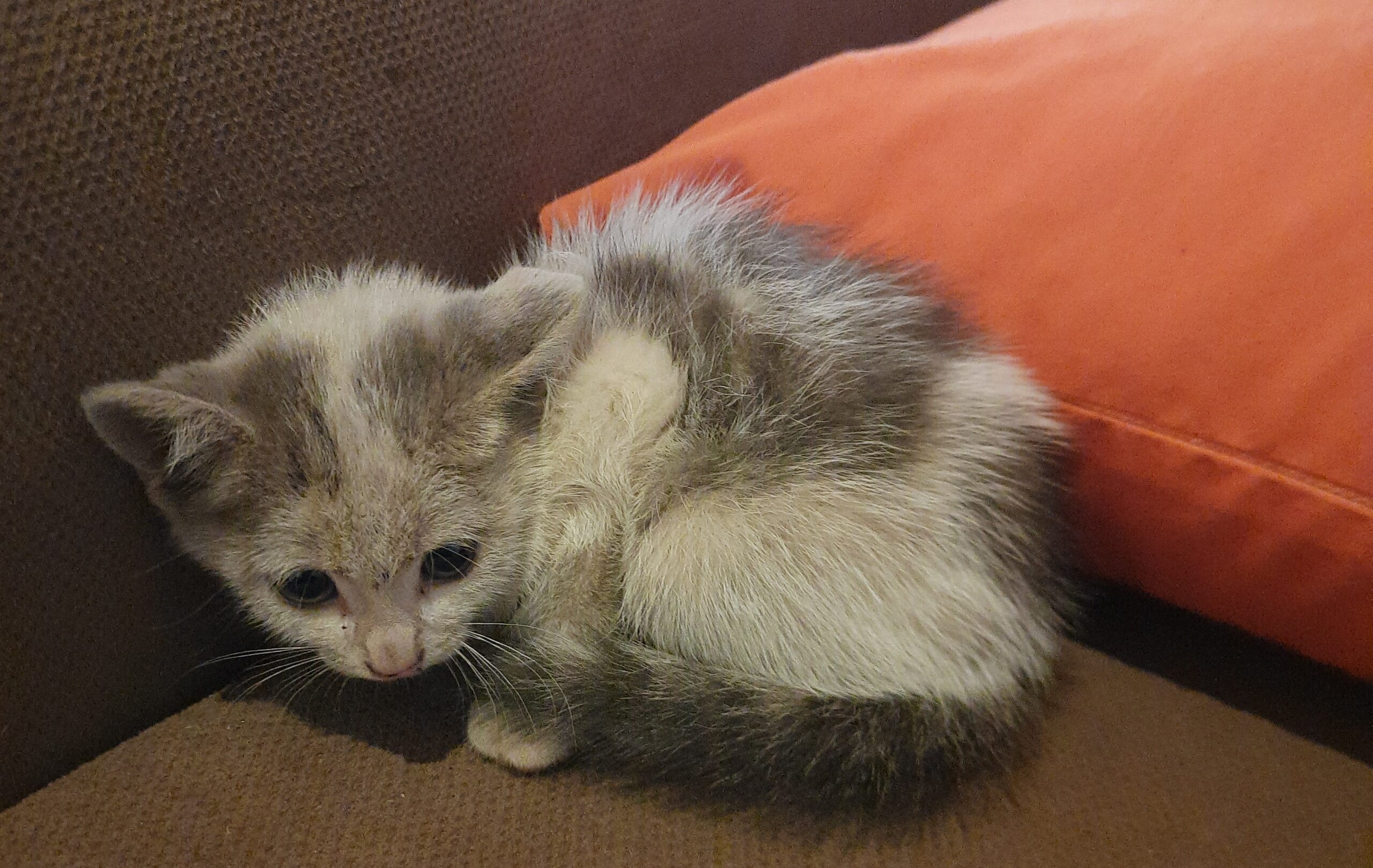 Lulu, the little kitten who taught me that even short goodbyes can leave a lifetime of love.