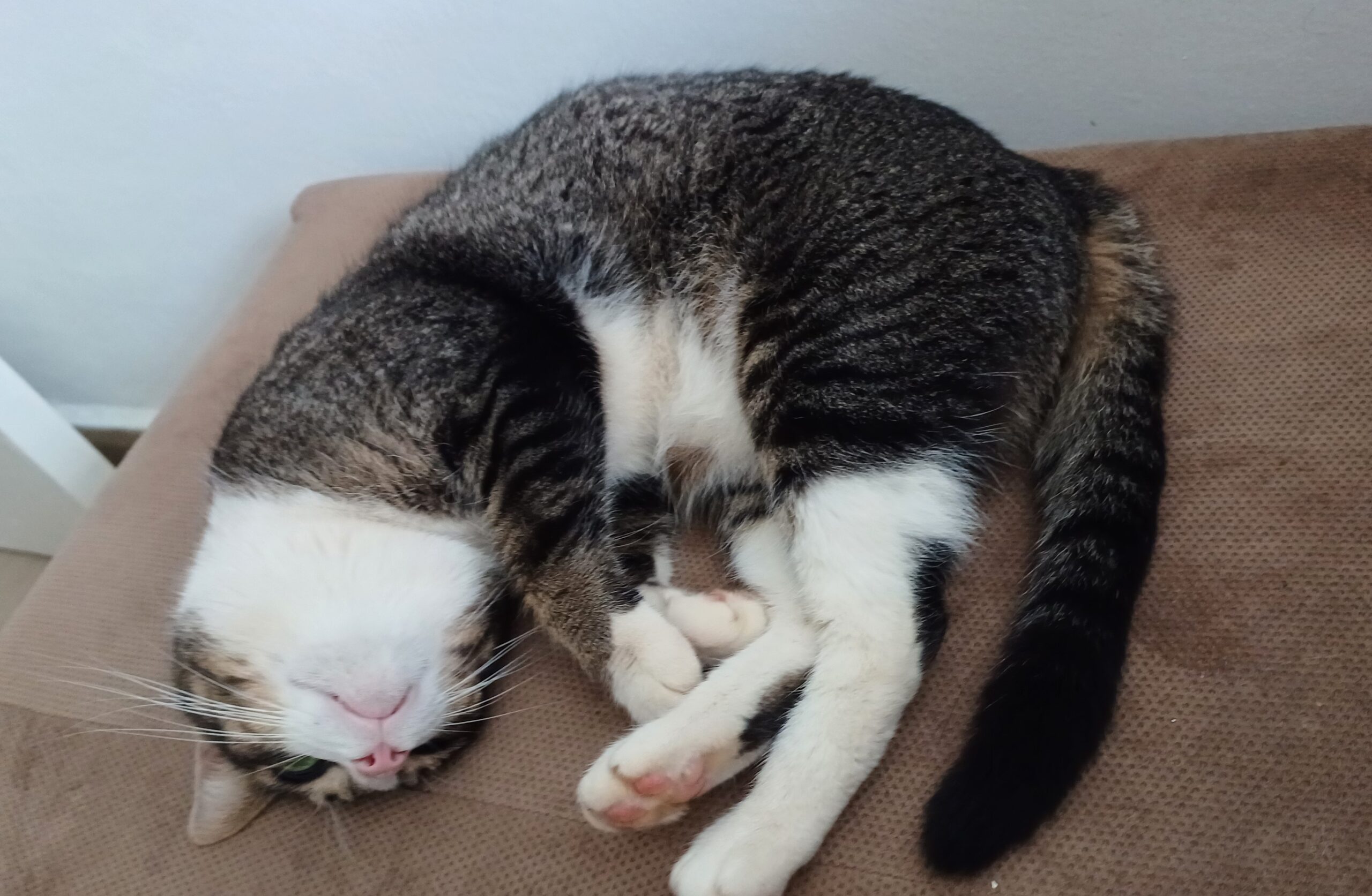 Lunah, the cheeky cat who's known for sleeping with her head tilted, one eye weirdly facing downward.