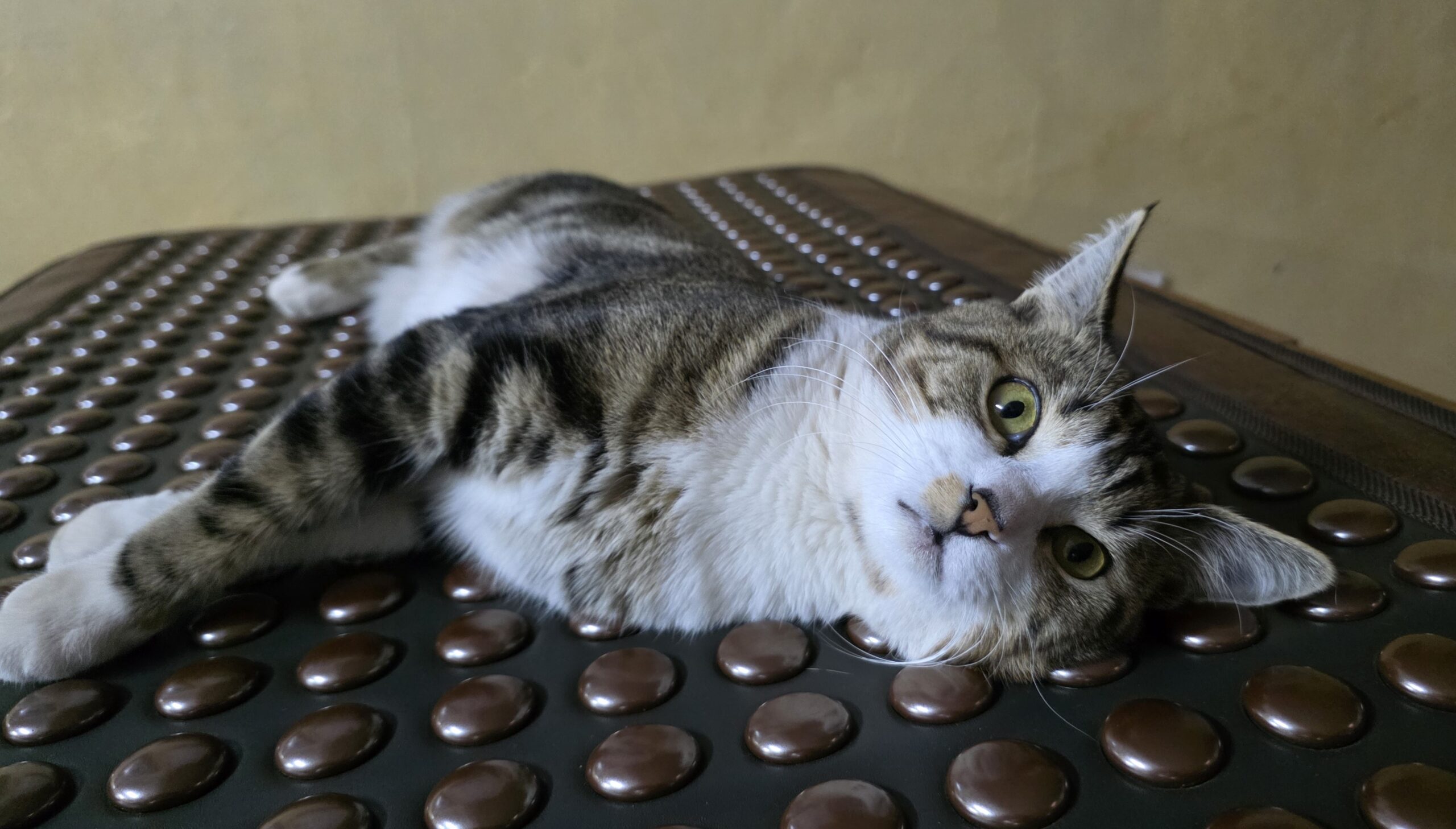 Lucky, an abandoned cat turned therapy cat, now brings warmth and comfort to clients at a thermal massage centre.