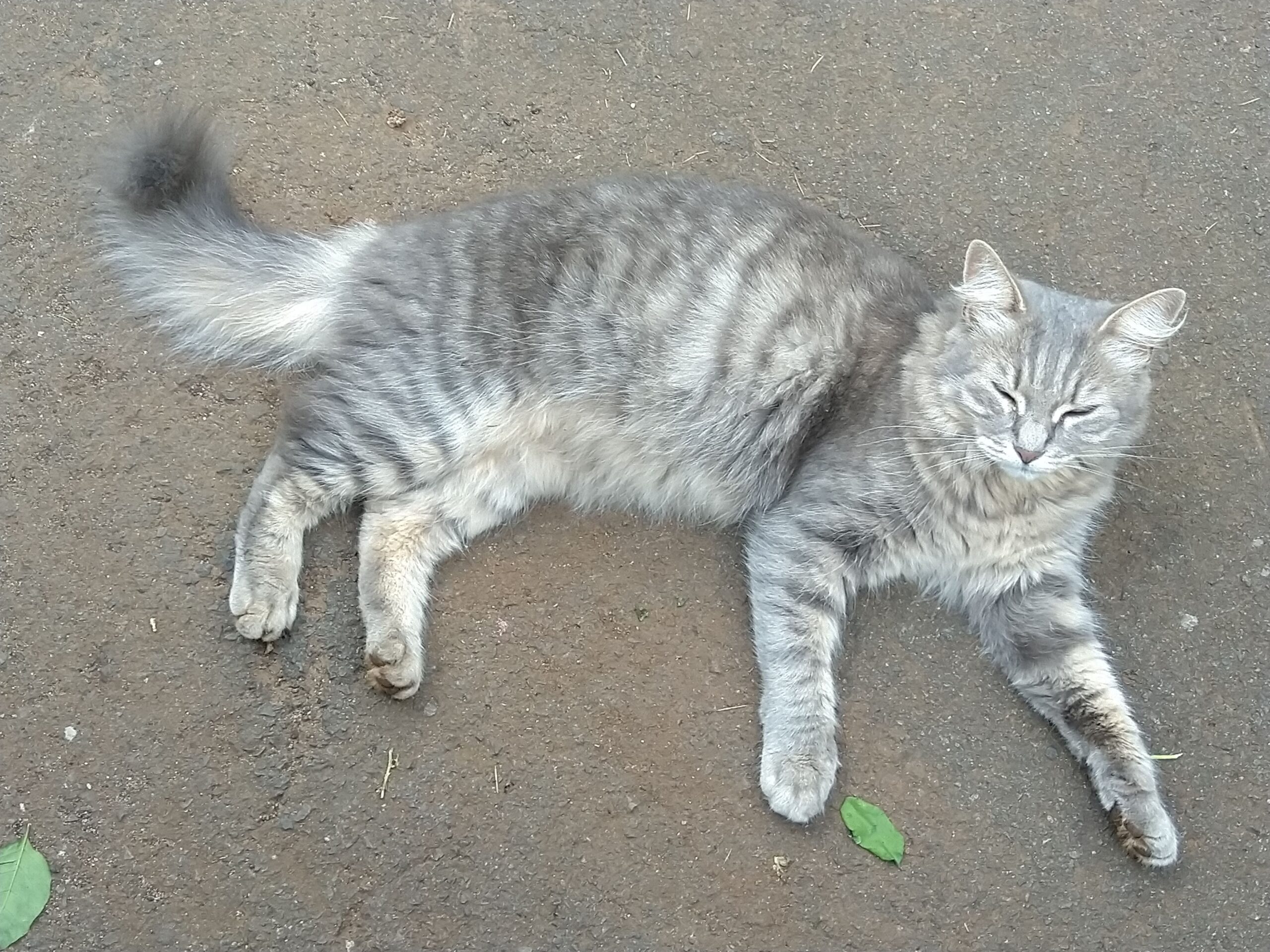 Missy the cat who stole my mum's heart.