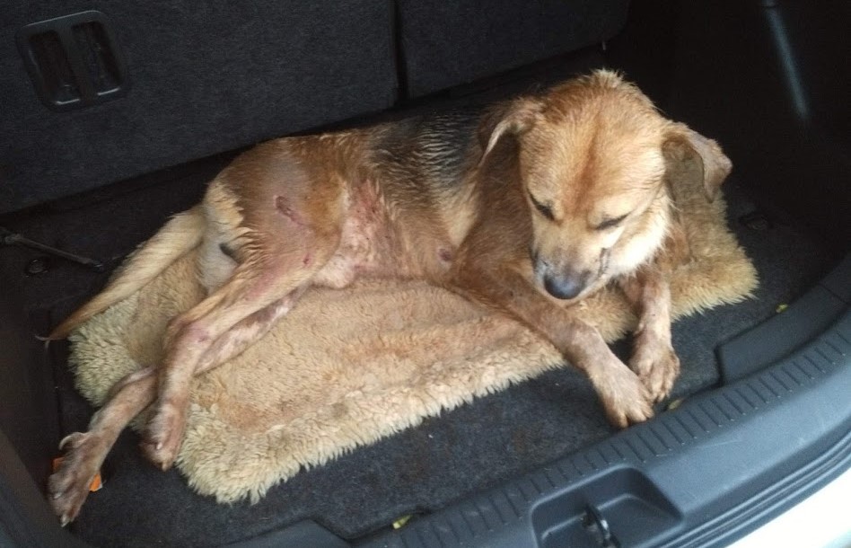 Injured dog by the roadside.