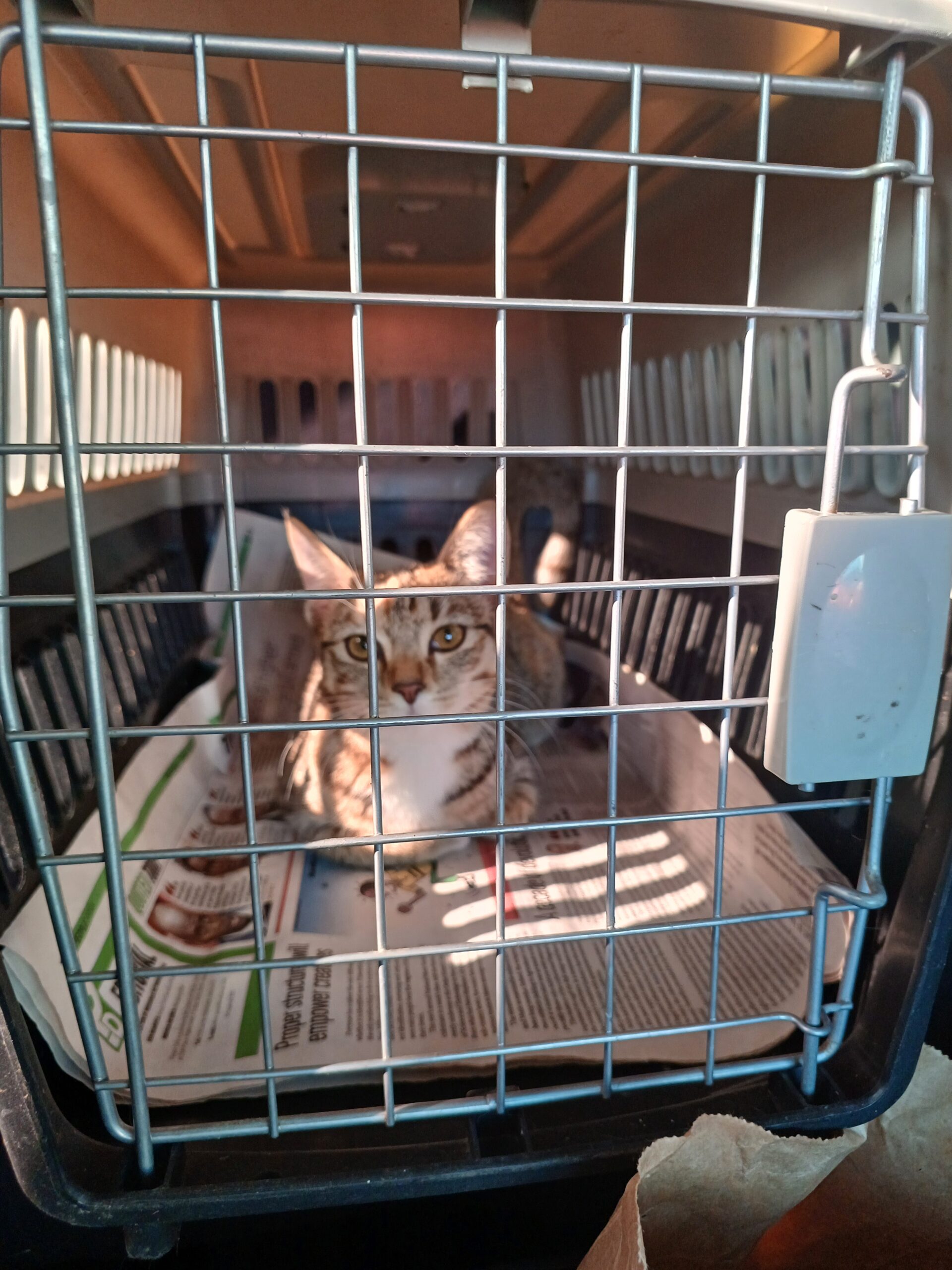 Secure cats in a carrier when travelling.