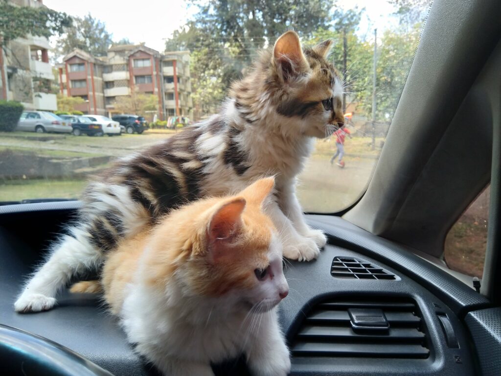 Never let them roam freely in the car.
