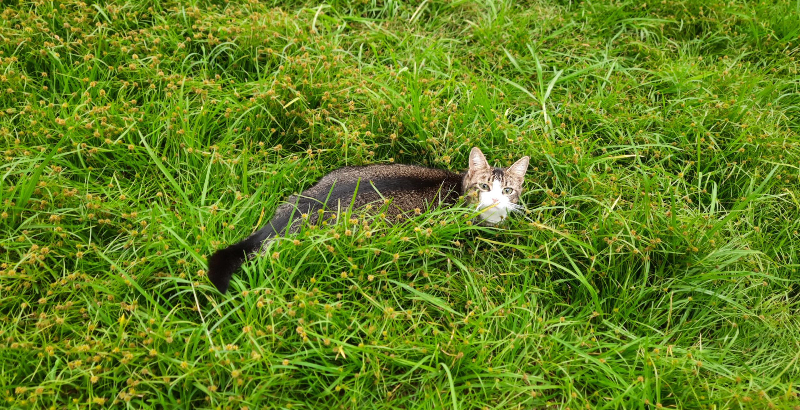 Lunah the cat in love