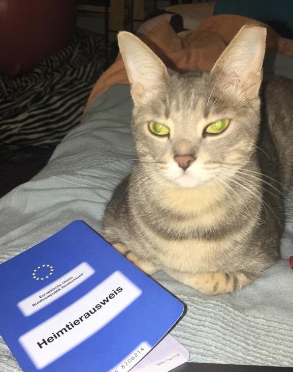 From the streets to soft beds, Milly now lives the cozy life. 