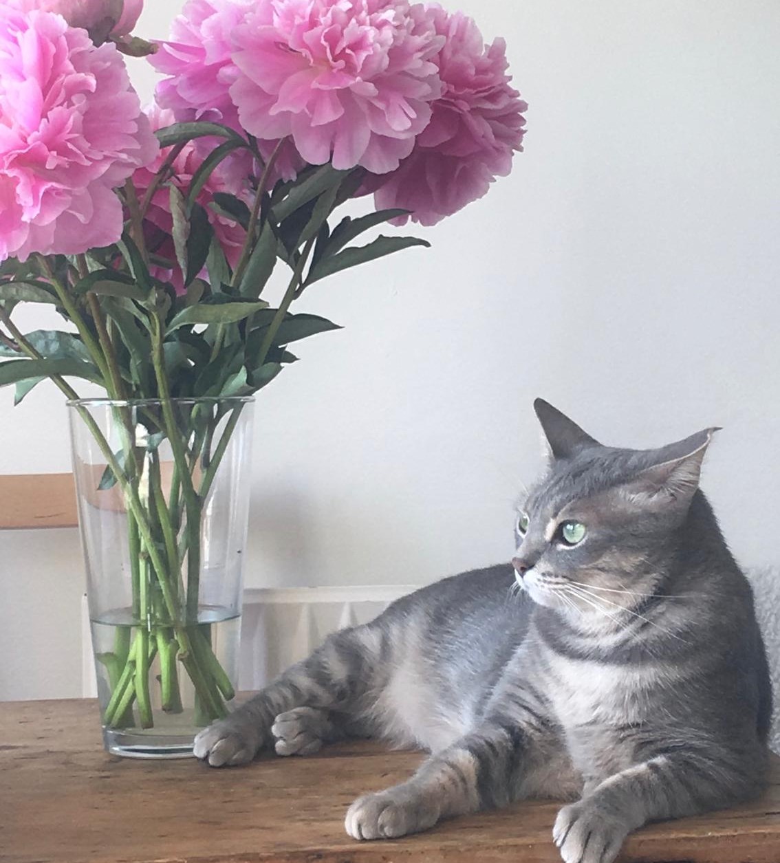 From the streets to soft beds, Milly now lives the cozy life. 