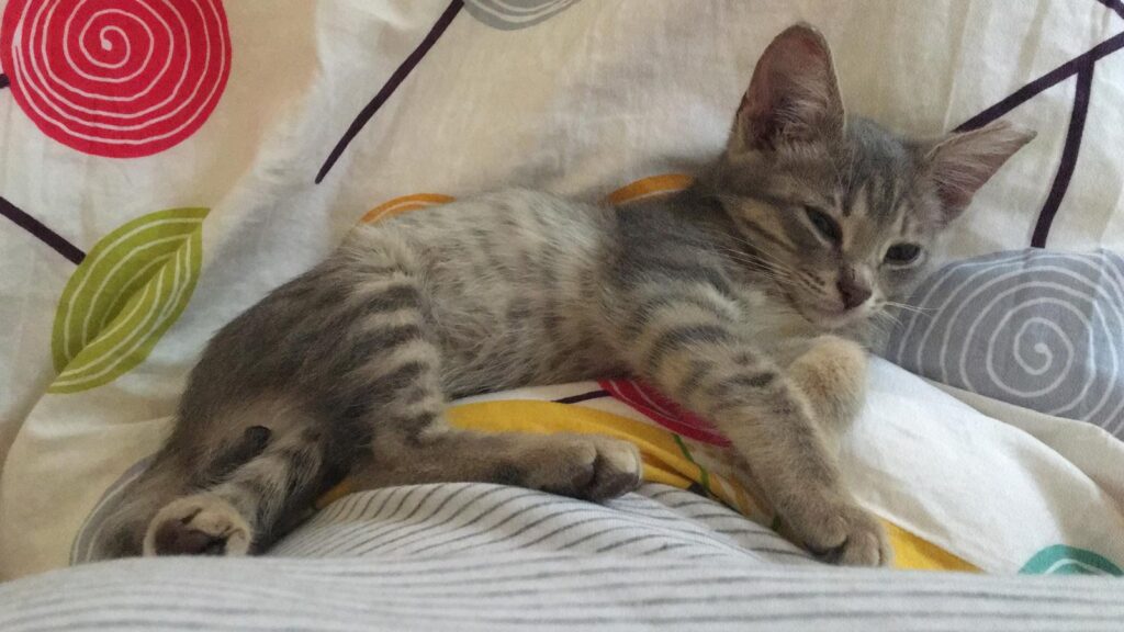 From the streets to soft beds, Milly now lives the cozy life. 