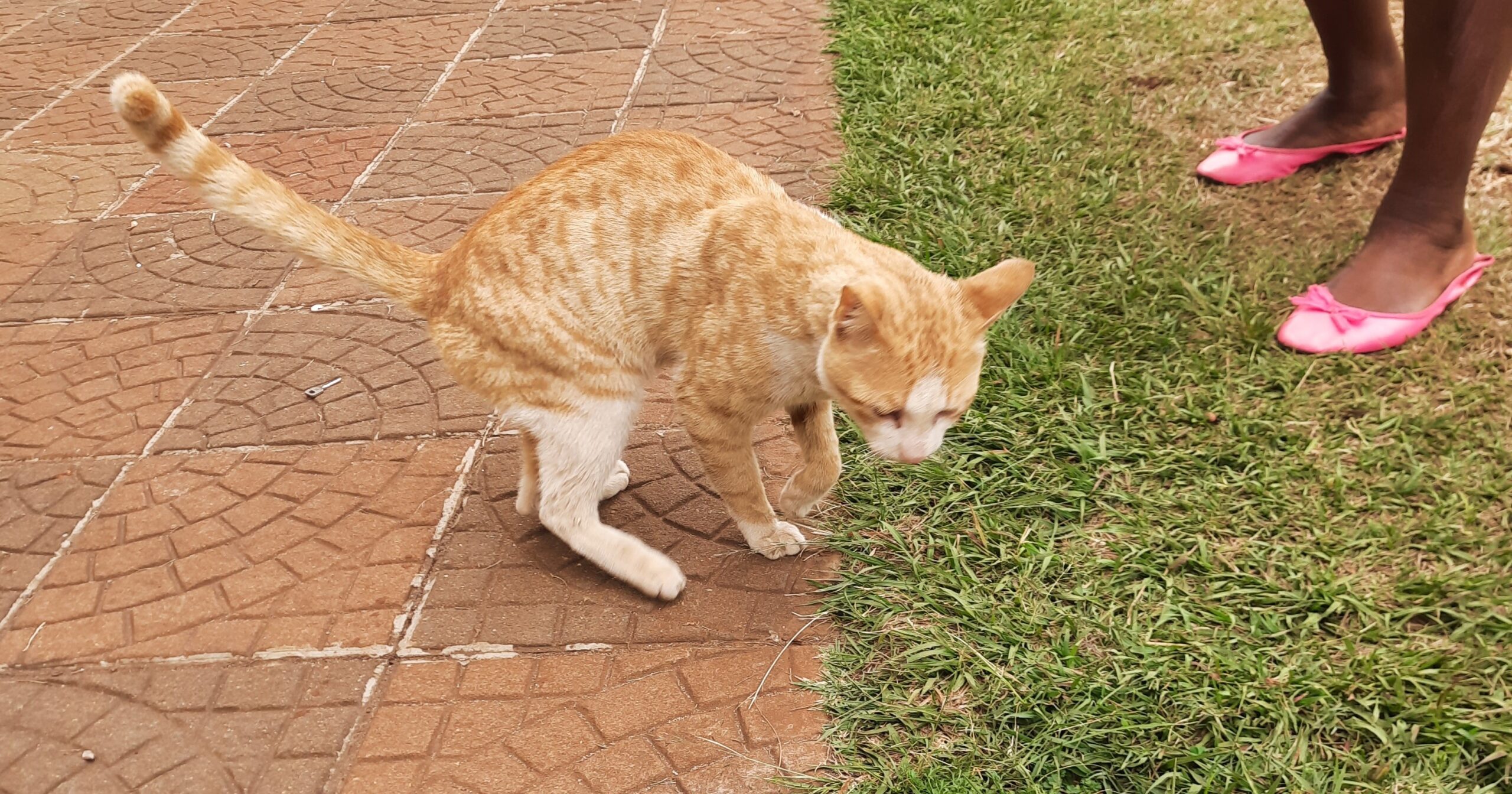 The injured cat that Kyle rescued from school.