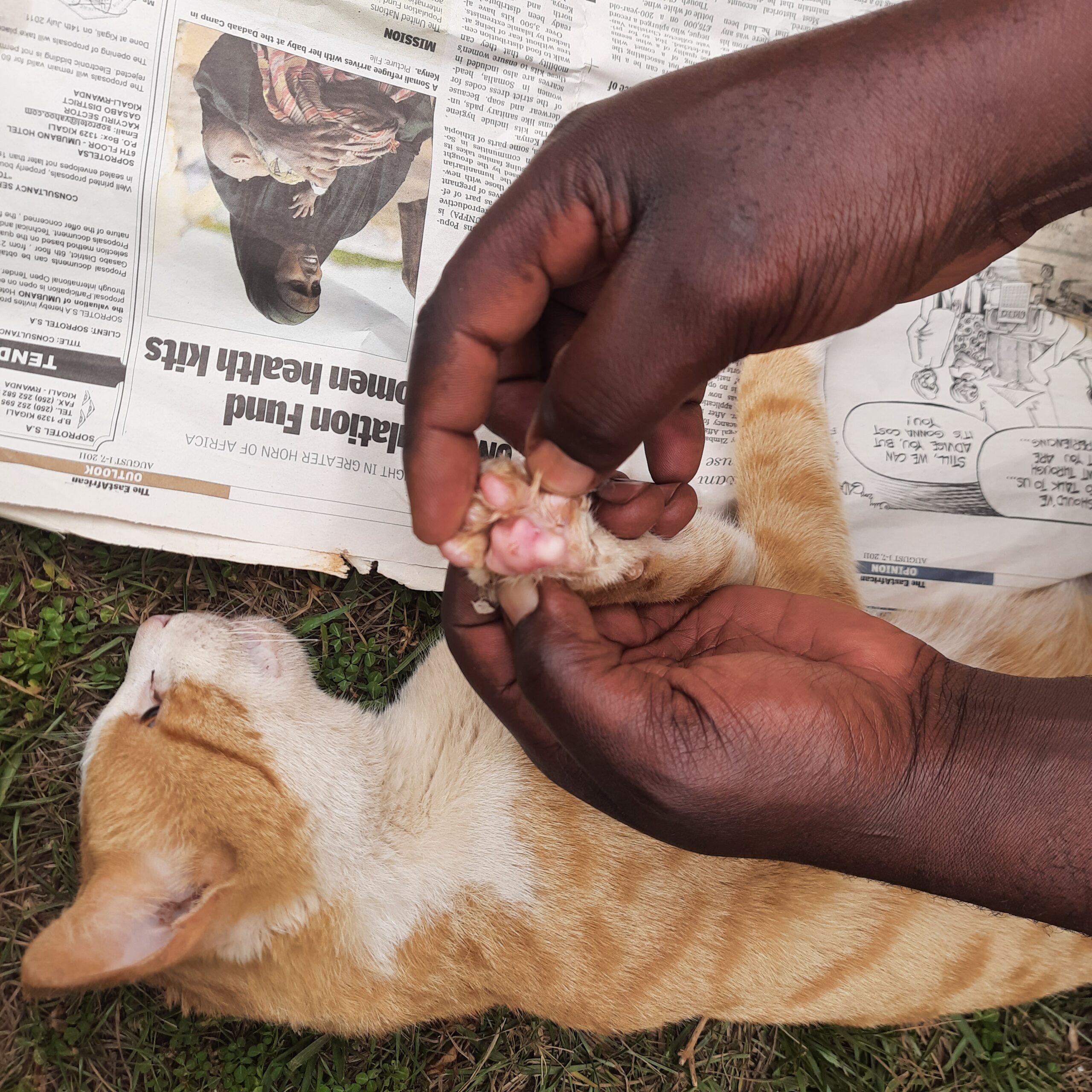 A vet treating Kyle's cat